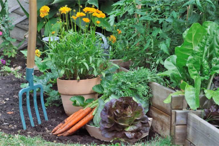 Tips For Growing Your Own Veg When You Have a Small Garden