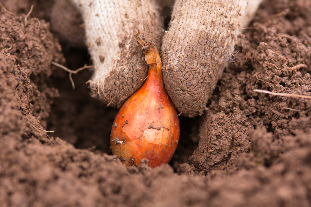 Growing Your Own Veg new home developments glasgow
